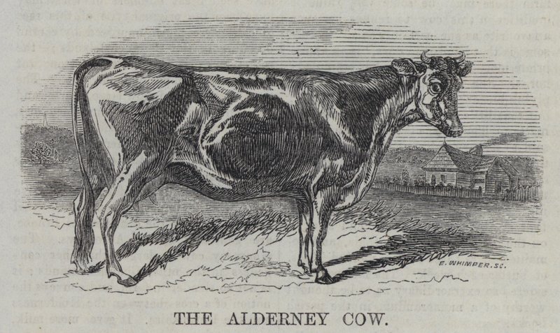 De Alderney Koe (gravure) door English School