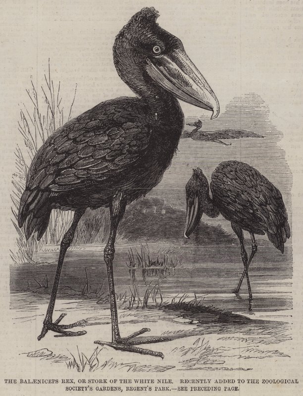 De Balaeniceps rex, of Ooievaar van de Witte Nijl, onlangs toegevoegd aan de Dierentuinen van de Zoological Society, Regent
