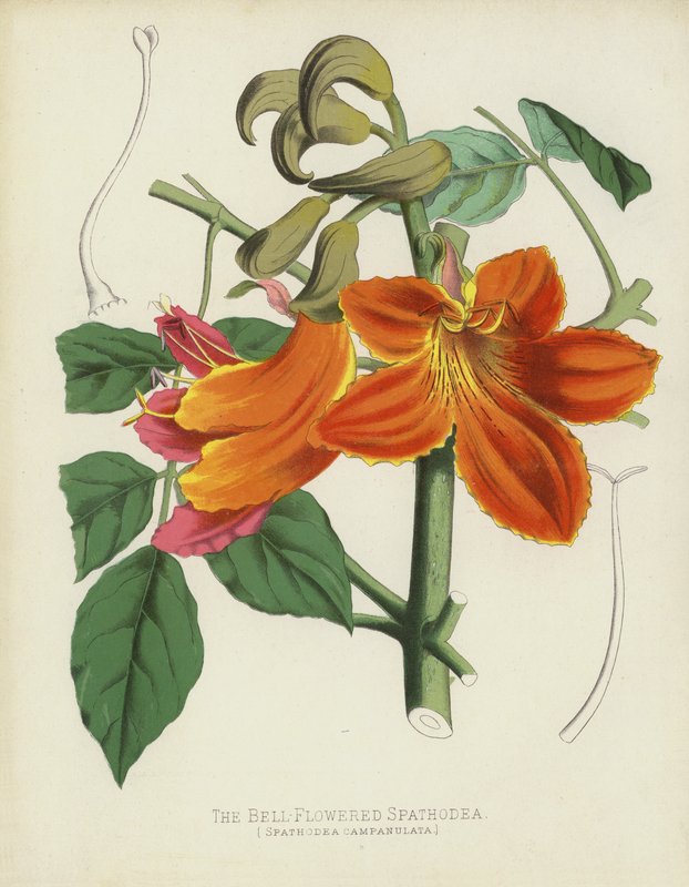 De Klokvormige Spathodea, Spathodea Campanulata door English School