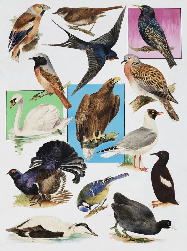 De Vogels van Groot-Brittannië door English School