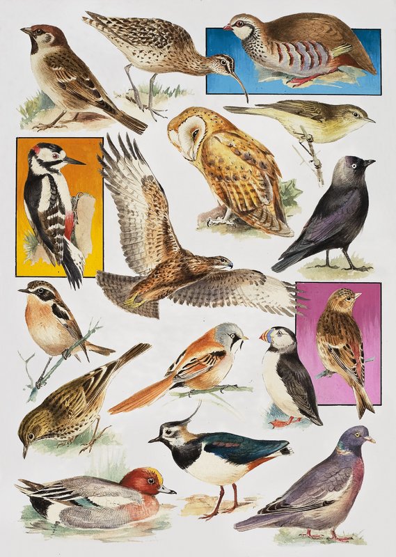De vogels van Groot-Brittannië door English School