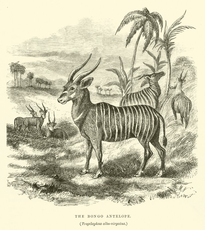 De Bongo Antilope, Trogelaphus albo-virgatus door English School