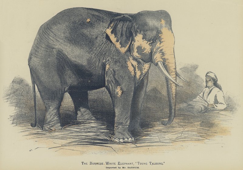 De Birmese witte olifant, "Toung Taloung", geïmporteerd door Mr Barnum door English School