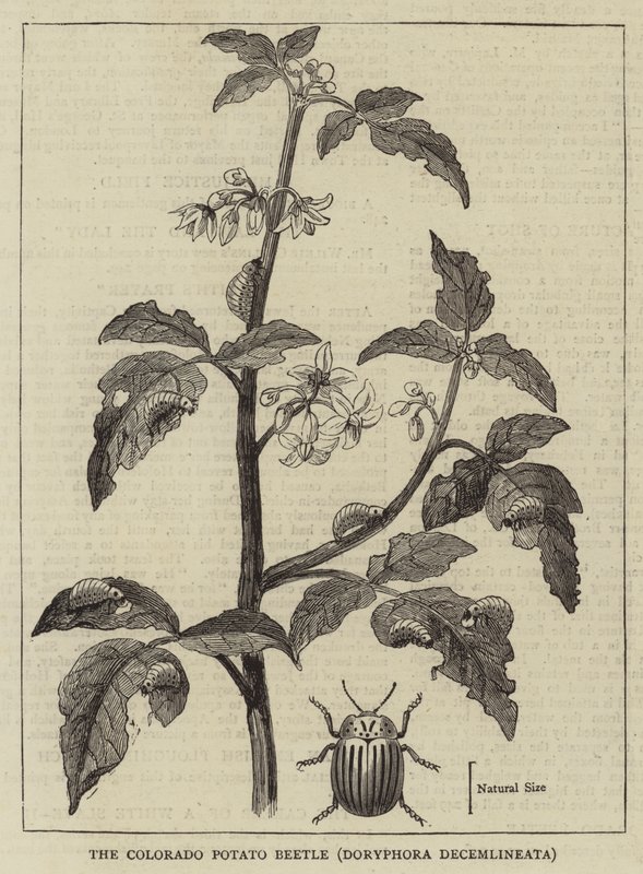 De Coloradokever, Doryphora decemlineata (gravure) door English School