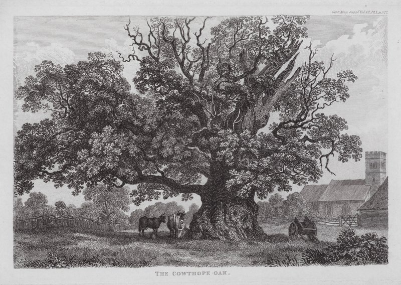 De Cowthope-eik door English School