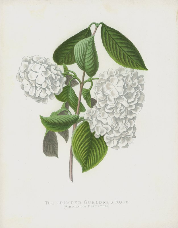 De Gekreukte Gelderse Roos, Viburnum Plicatum; var Dilatata door English School