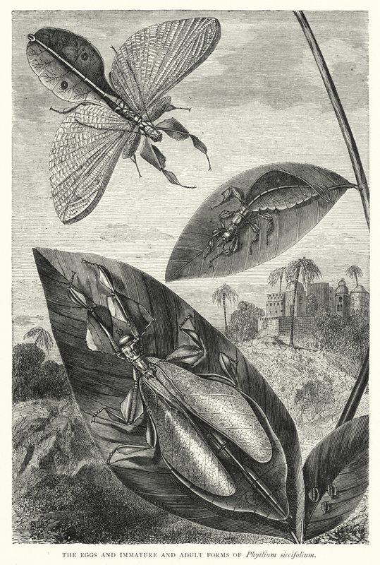 De eieren en onvolwassen en volwassen vormen van Phyllium siccifolium door English School