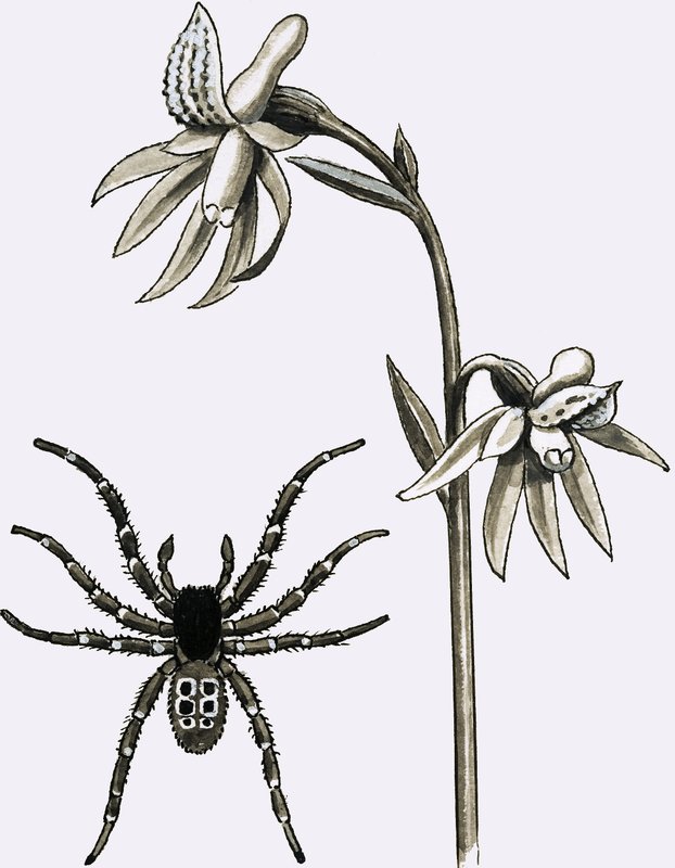 De Eresus-spin en een zeldzame Spurred Coral Root of Ghost Orchid door English School