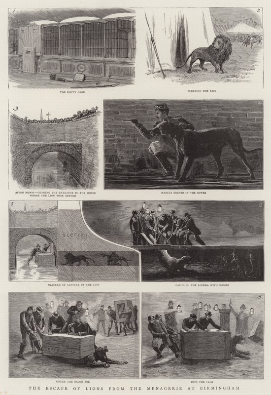 De Ontsnapping van Leeuwen uit de Menagerie in Birmingham door English School