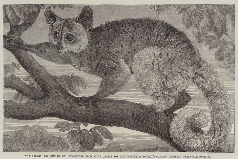 De Galago, gebracht door Dr Livingstone uit Zuid-Afrika voor de Zoological Society