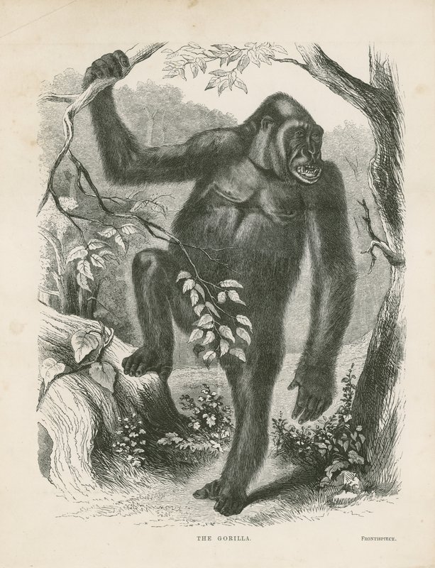 De Gorilla, frontispice voor Explorations and Adventures in Equatorial Africa door Paul B du Chaillu door English School