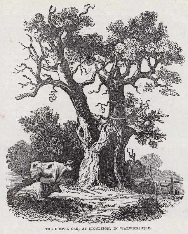 De Evangelie-eik, Stonleigh, Warwickshire (gravure) door English School