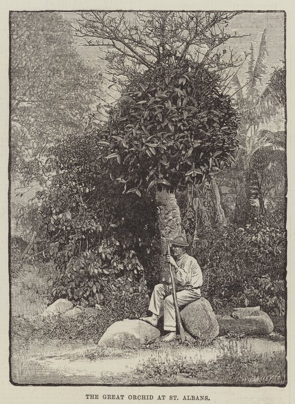 De grote orchidee in St Albans door English School