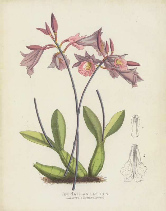De Haïtiaanse Laeliops, Laeliopsis Domingensis door English School
