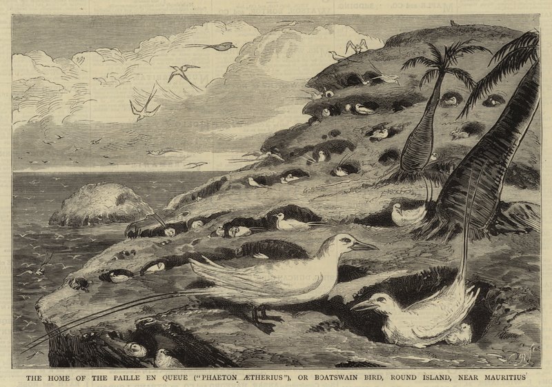 Het Huis van de Paille en Queue ("Phaeton Aetherius"), of Bootsmanvogel, Round Island, nabij Mauritius door English School