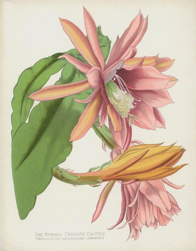 De Hybride Gekartelde Cactus, Phyllocactus Speciosissimo-Crenatus door English School