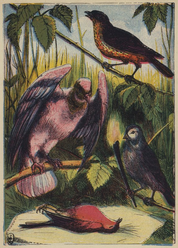 De Vink, de Duif en Roodborstje door English School
