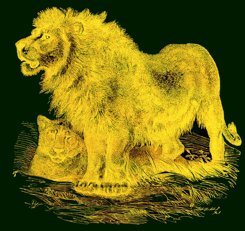 De Leeuw, illustratie uit J. G. Woods Illustrated Natural History, gepubliceerd ca. 1850 door English School
