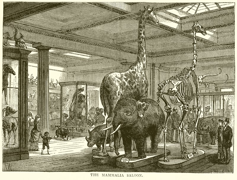 De Zoogdierenzaal door English School