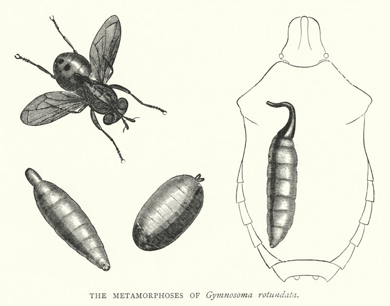 De metamorfoses van Gymnosoma rotundata (gravure) door English School