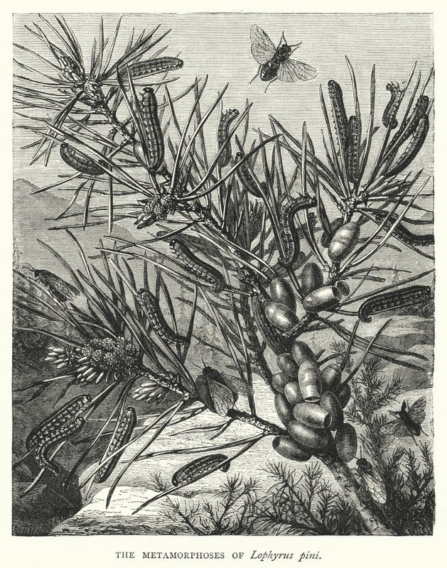 De metamorfoses van Lophyrus pini (gravure) door English School