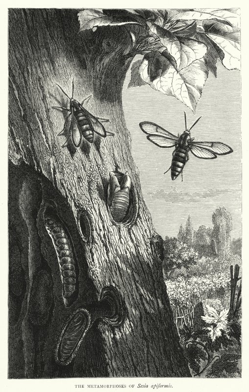 De metamorfoses van Sesia apiformis door English School