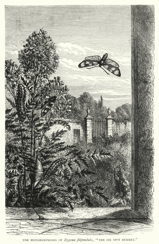 De metamorfoses van Zygaena filipendulae, "De Zesspottige Sint-jansvlinder" (gravure) door English School