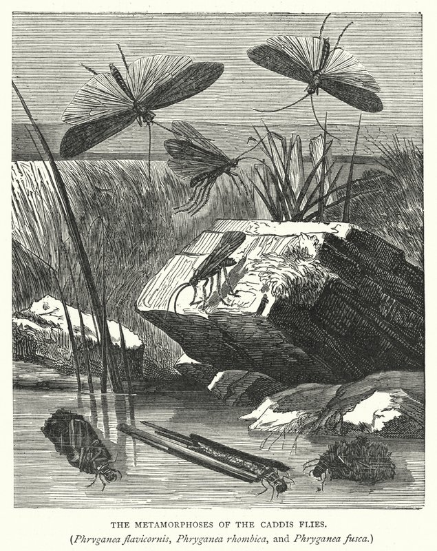De metamorfoses van de kokerjuffers, Phryganea flavicornis, Phryganea rhombica en Phryganea fusca (gravure) door English School