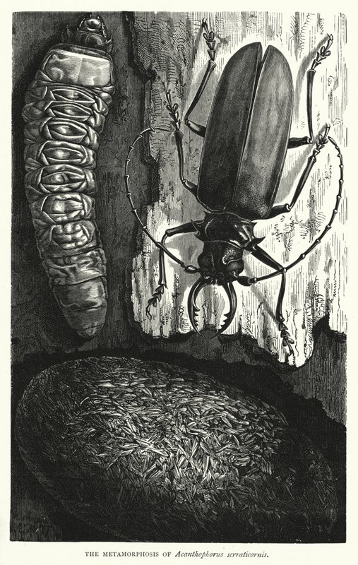 De metamorfose van Acanthophorus serraticornis door English School