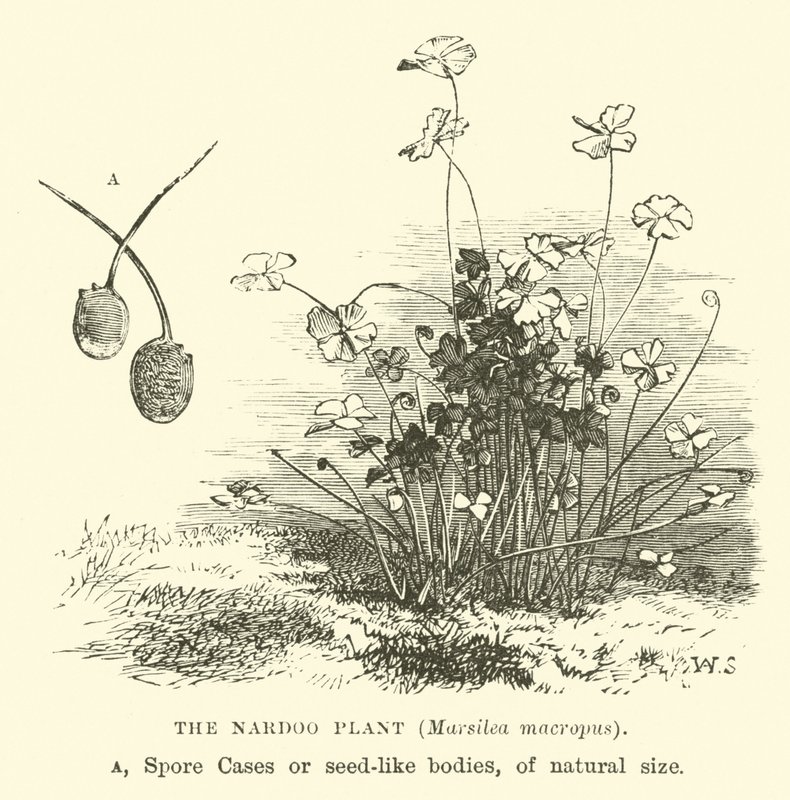 De Nardoo plant, Marsilea macropus door English School