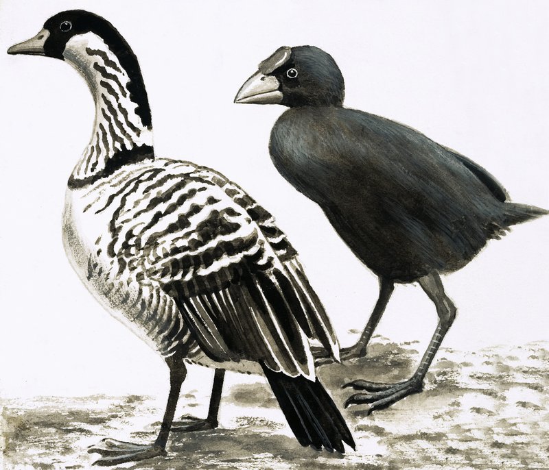 De Ne-Ne of Hawaïaanse gans en Takahe vogel door English School