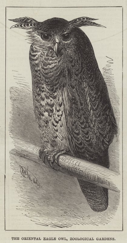 De oosterse oehoe, dierentuin (gravure) door English School