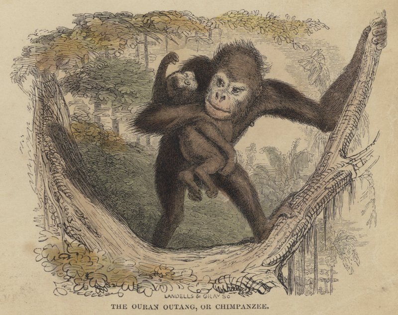 De Ouran Outang, of Chimpansee (gekleurde gravure) door English School