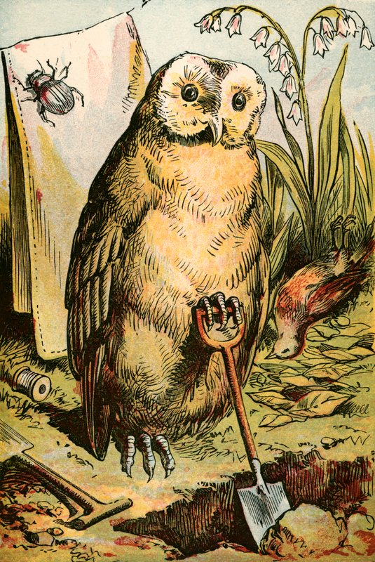 De Uil, de Kever en Cock Robin door English School