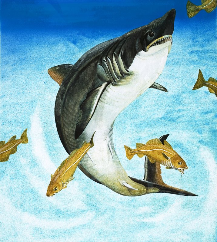 De Porbeagle, een soort haai door English School