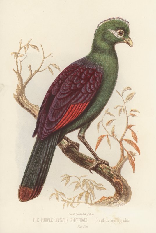De Paarsgekroonde Corythaix, Corythaix Macrorhynchus door English School