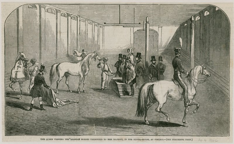 De Koningin bekijkt de Arabische paarden die aan Hare Majesteit zijn gepresenteerd, in het rijhuis in Pimlico door English School