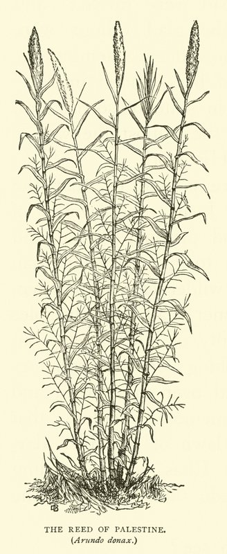 Het riet van Palestina, Arundo donax door English School