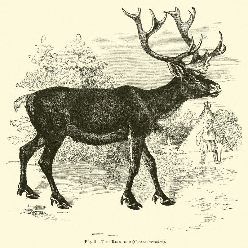 Het Rendier, Cervus tarandus door English School