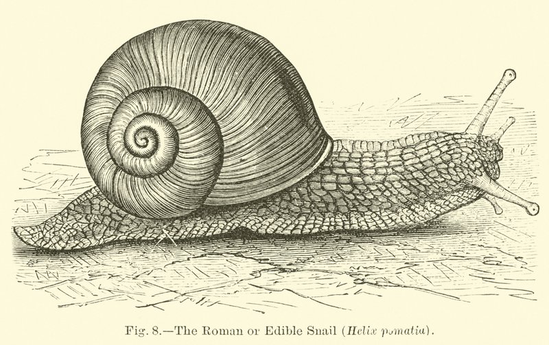 De Romeinse of eetbare slak (Helix pomatia) door English School