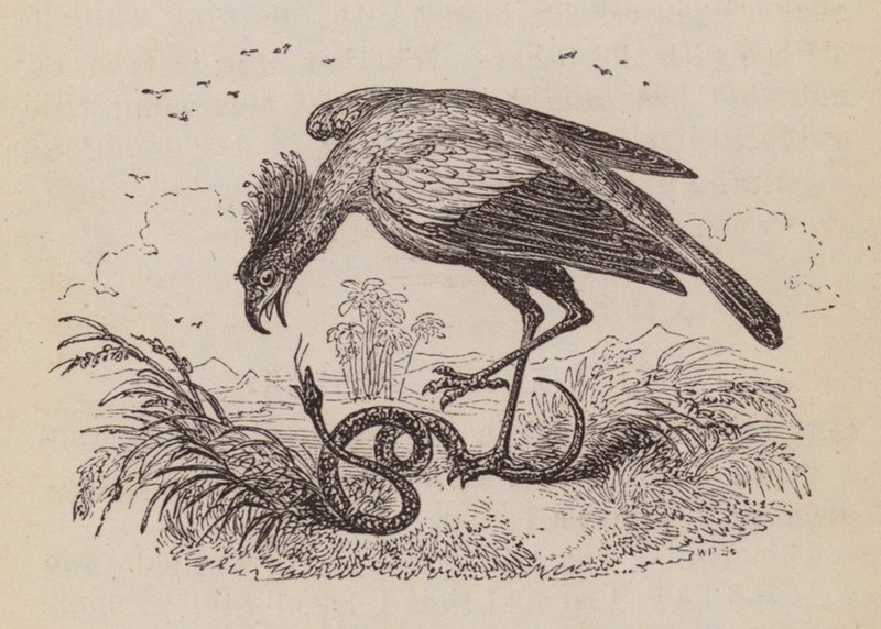 De secretarisvogel door English School