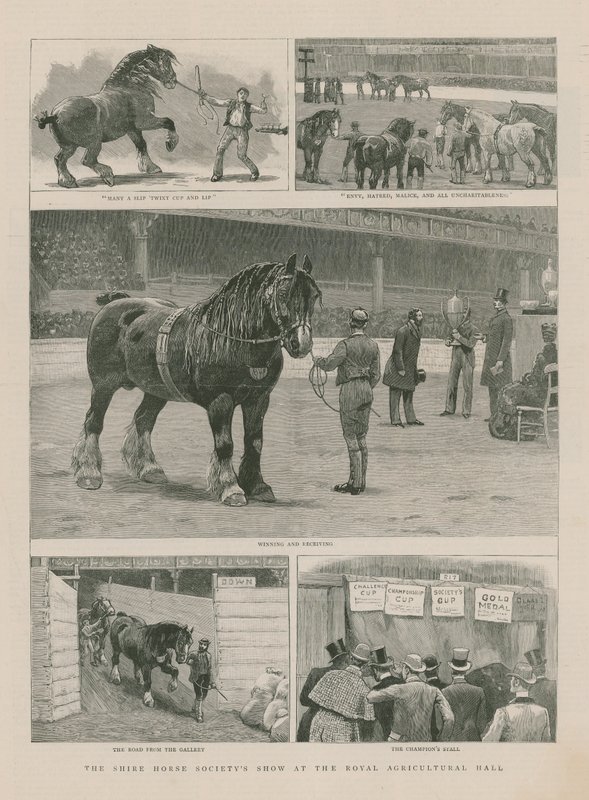 De show van de Shire Horse Society in de Royal Agricultural Hall door English School