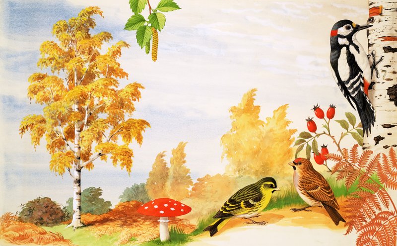 De Zilveren Berk en dieren en planten die je eromheen kunt vinden door English School