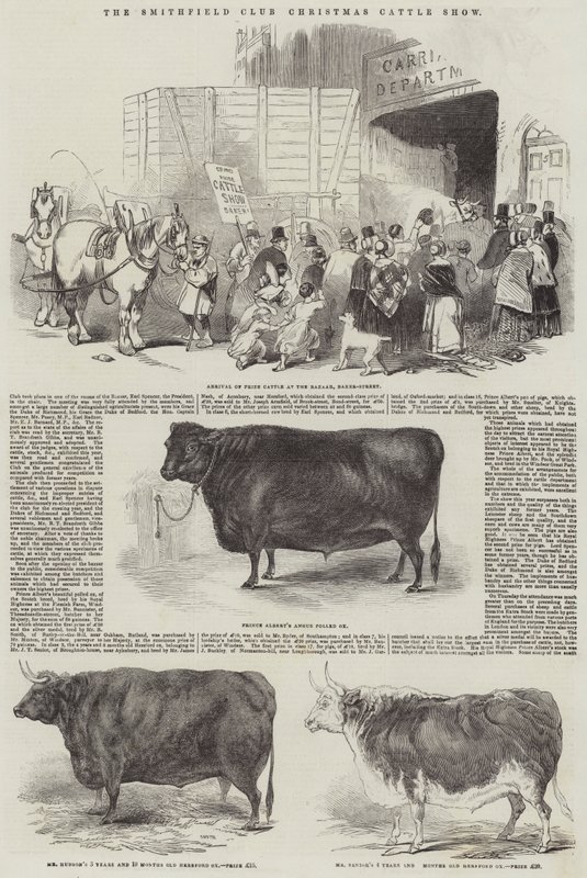 De Smithfield Club kerstveetentoonstelling door English School