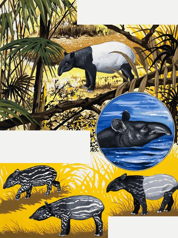 De tapir door English School