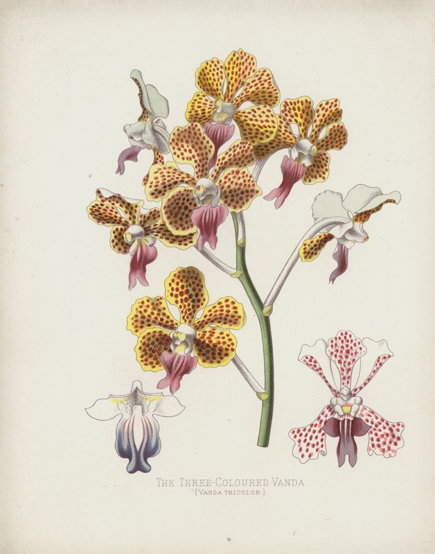 De Driekleurige Vanda, Vanda Tricolor door English School