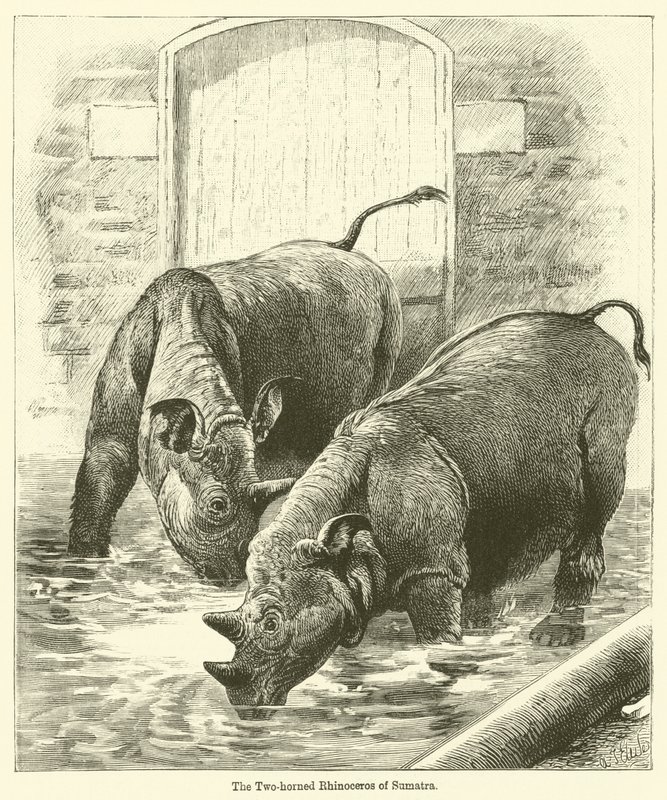 De Tweehornige Neushoorn van Sumatra door English School