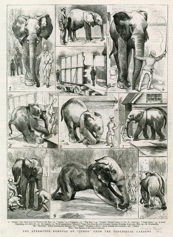 De poging om Jumbo uit de dierentuin te verwijderen door English School