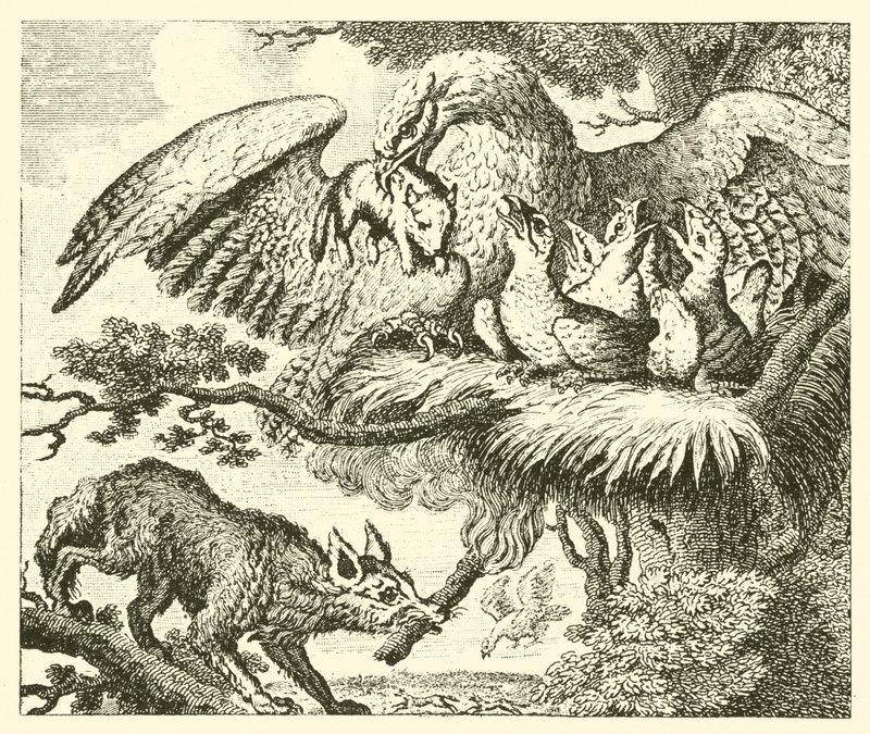 De adelaar en de vos (gravure) door English School