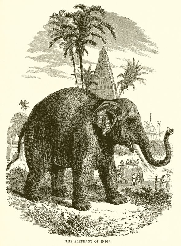 De olifant van India door English School